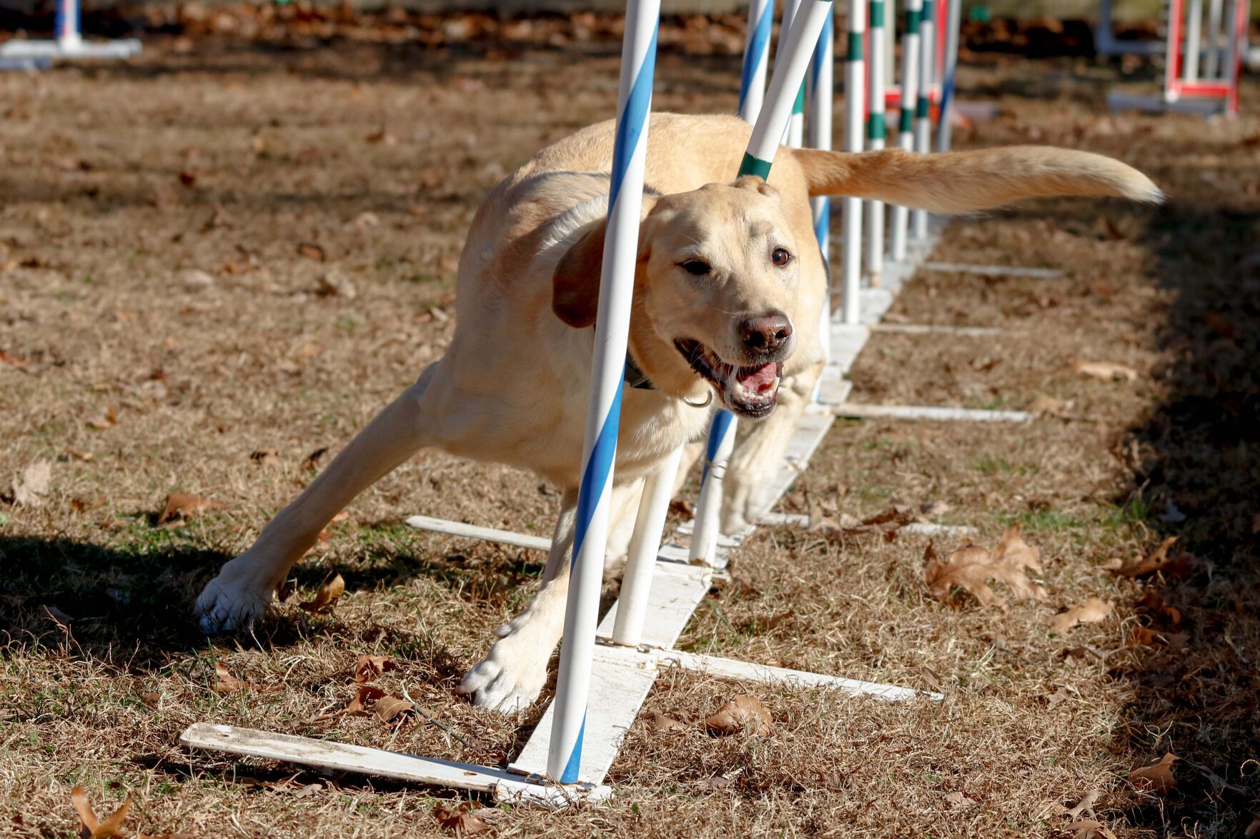 Rango, 8, one of the fastest Labradors in the country, speeds through